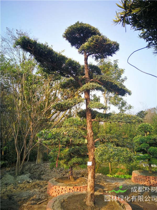 成都市-温江区苗木基地直销的18公分罗汉松价格有什么变化吗？